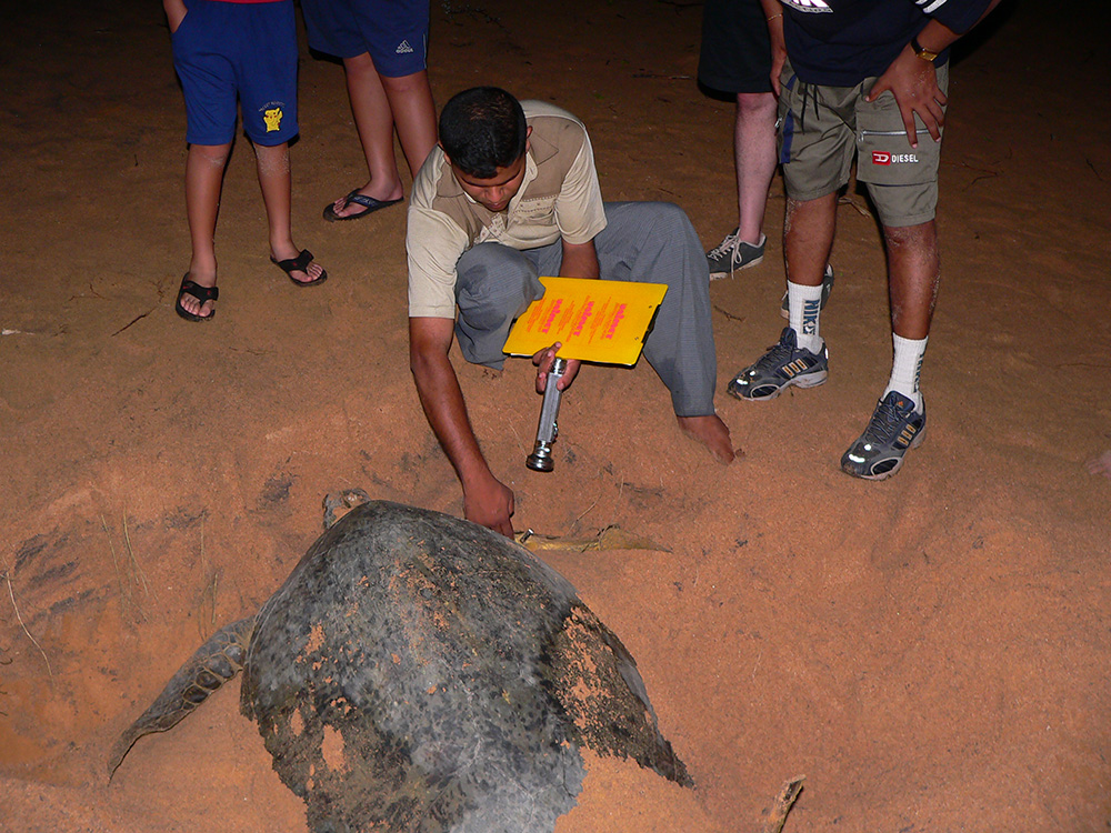 Work with sea turtles on the beach during your family volunteering holiday with VoluntEars 