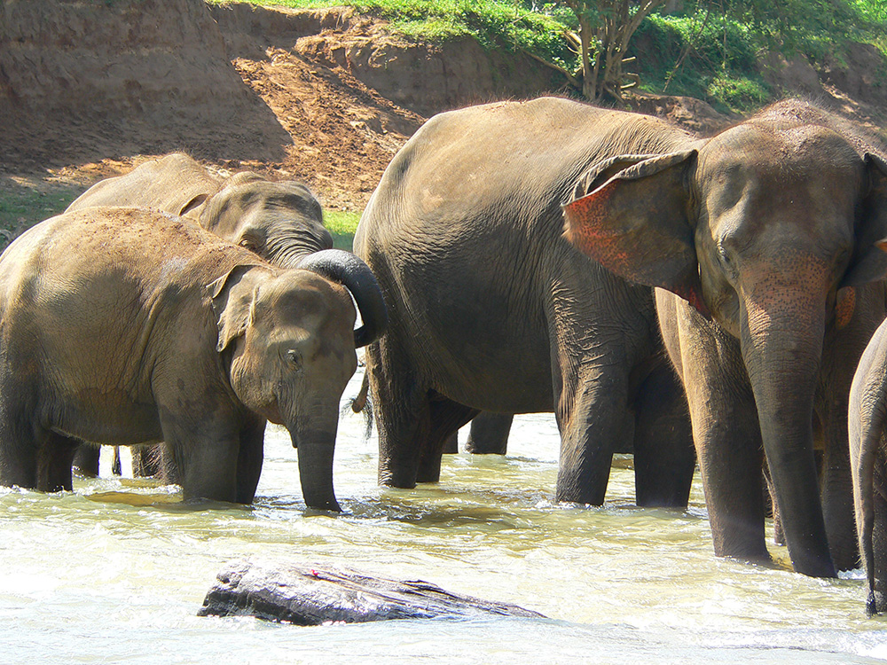 Come face-to-face with huge elephants during a VoluntEars family volunteering holiday in Sri Lanka