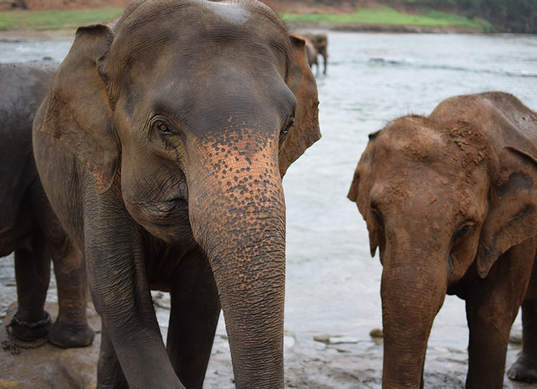 VoluntEars - Deaf volunteering overseas - Sri Lanka