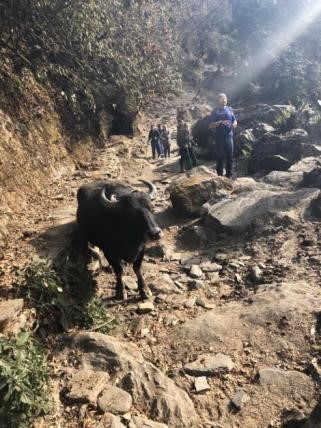 Meeting a water buffalo during the VoluntEars trek. We also met goats and monkeys!
