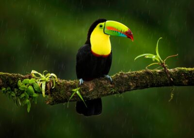 A bright coloured bird in the rain forest in Costa Rica