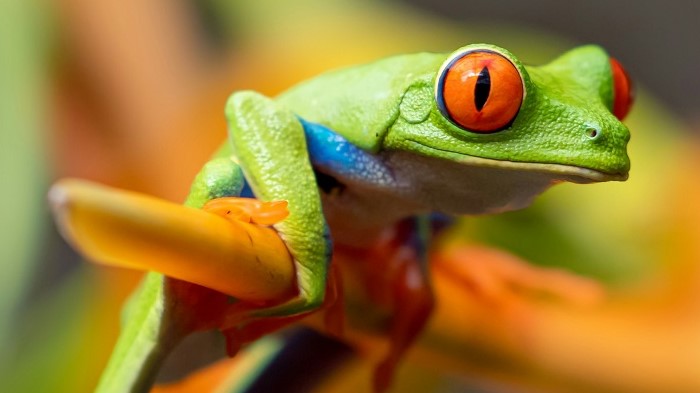 A bright coloured frog in Costa Rica