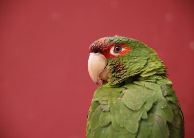 A parakeet in Peru