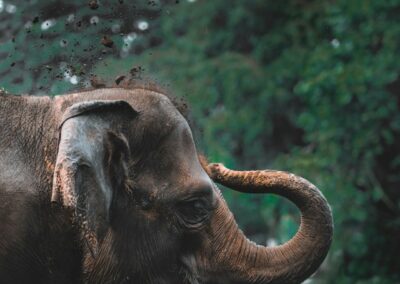 An Indian elephant bathing itself in mud and water