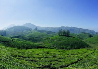 View of bright green tea plantations covering the hills in Munnar, a hill station in Kerala, south India