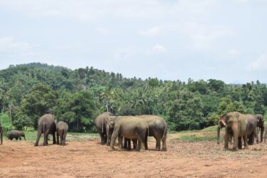 VoluntEars - Sri Lanka gallery