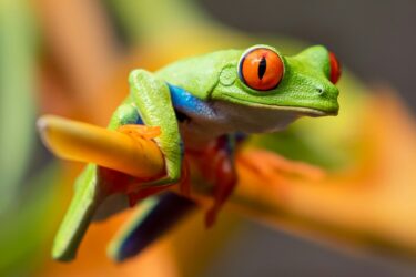 A bright coloured frog in Costa Rica