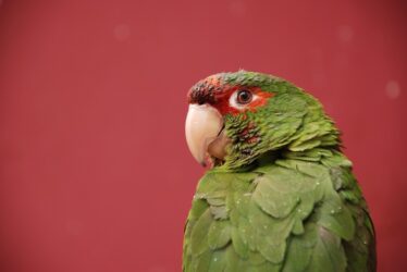 A parakeet in Peru