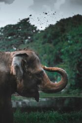 An Indian elephant bathing itself in mud and water
