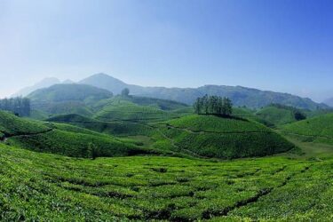 View of bright green tea plantations covering the hills in Munnar, a hill station in Kerala, south India