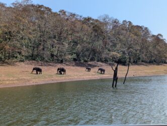 Elephants at Periyar lake, Thekkady, India - VoluntEars