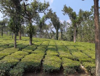 Tea plantation in Munnar, India - VoluntEars